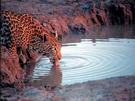 Ultimate South African Safari